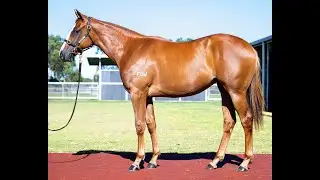 LOT 282  Splintex (AUS) x River Hussy (AUS) - Magic Millions Perth Sale 2025