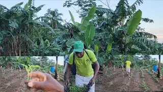 Went to plant the sweet pepper but the rain 🌧 stop me so I just tell you about the things that I see