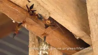 クワガタバチの戦い　Synagris cornuta　fight