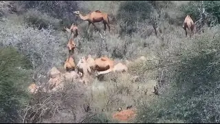 Herd of camels grazing at African Animals - Watering Hole - mpalalive.org - explore.org
