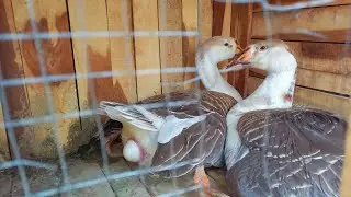 Big Duck Laying EGG video | How animals lay eggs? | Egg Laying process