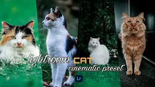 CAT PRESET | lightroom editing | Lightroom preset | Lightroom photo editing tutorial
