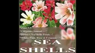 SeaShells Cosmos bipinnatus - Sea Shells Cosmos FLOWER SEEDS on  www.MySeeds.Co