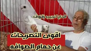 حمام الصوافه مع اخطر التصريحات مع ا/نجيب زقزوق#لوفت_عمرو_اشرف