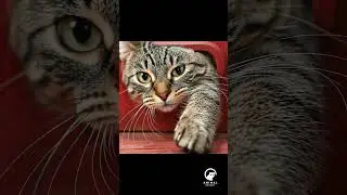 &ldquo;Cat Attacks the Mail Slot 😼📬😂&rdquo;