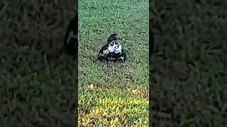 Found a wild duck still no goose