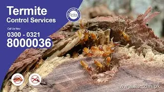Anti Termites Control treatment insect killer Spray in Best Chemical Ants Control Fumigation Service