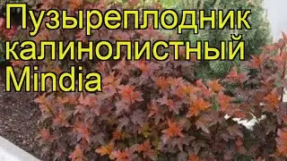 Пузыреплодник калинолистный Миндия. Краткий обзор physocarpus opulifolius diable d'or Mindia