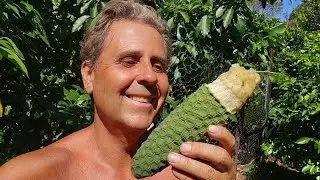 Monstera Deliciosa, Lychee & LONGAN! My Australia Day Fruit Garden Tour!