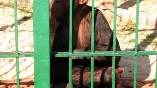Планета обезьян. Бердянский зоопарк