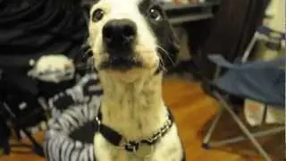 Francis the Blue Heeler / Beagle Mix dog