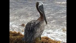 Парк на острове в Майами - Холовер/Haulover Park.