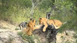 Cubs in a fight over a piece of stick