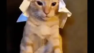 Egyptian cat