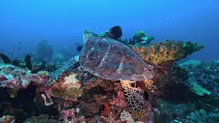 Scuba diving in Banda Neira - Indonesia , September 2024