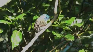 Black-naped Monarch fast moving in tree.