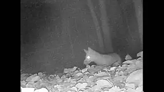 Two foxes playing in the woods! #foxes #nature #naturelovers #wildlife #wildanimals #redfoxes
