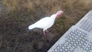 Turkey swimming accidentally