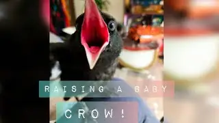 Raising a baby crow