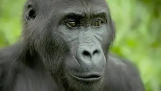 Disney Conservation Fund: Saving Wildlife, Inspiring Action, Protecting the Planet