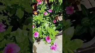 Benefits of evergreen 🌺🌺#plants #sadabaharflower #garden #gardening #flowers #healthyliving