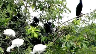 The Fascinating Black Water Birds' Bedtime Routine on nest