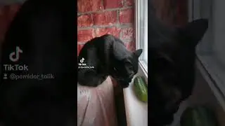 Black Cat Tolik and cucumber #cat