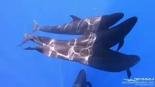 The Sound of False Killer Whales' Hunt in S&atilde;o Miguel, Azores | TERRA AZUL&trade;