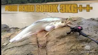 Casting Gohok ( Begahak ) | Rezeki Musim Tengkujuh | Daiwa PR100 | Okuma Nemesis |