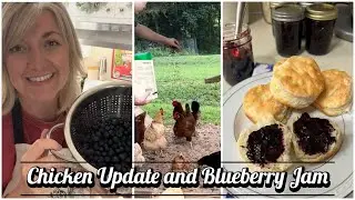 Chicken Update | Homemade Blueberry Jam | GrubTerra Product Review