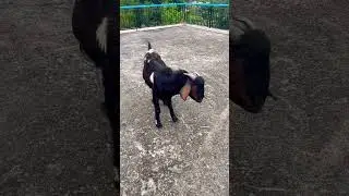 Goat Veterinary Field Case #veterinarypharmacist #goat #hp #animalhealth #shortvideo #animals #natu