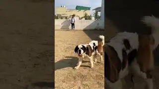 Play Boy वालों के Top Dogs gang ❤️| SCOOBERS | #shorts