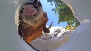 Person Places Camera in Water to Capture Animals Drinking - 1649059