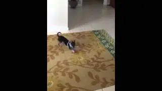 Chihuahua Gone Crazy