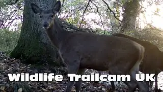 Red deer have a swim! Trail camera Thursday