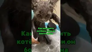 Как высушить котёнка феном?