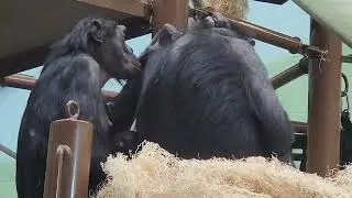 Baby bonobo constantly in mom's arms