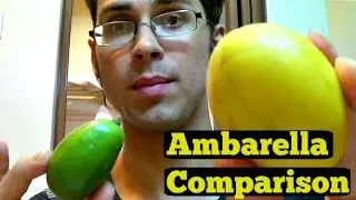 Ambarella Fruit Ripe VS Unripe Comparison - Weird Fruit Explorer in Malaysia - Ep 98