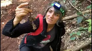 Ecology of Fungi in Ecosystems with Dr. Sandra Tuszynska - DiscoveryLab Series Episode 13
