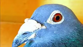 Brieftaube. Pigeons Germany. Почтовые голуби.