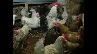 Куры несушки, зимние содержание, кормление, обогрев, яйценоскость.