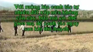 Canh tac tu nhien 1 1 2 clip0