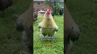 Frankie is the perfect man! #santa #christmas #rooster #chickens #cute #funnyshorts #comedy #chicken