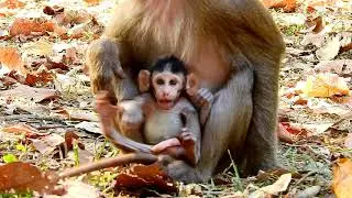 Pigtail monkey Cara is the best new mom of baby Button grooming & nursing instead of real mom Butter