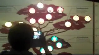 The Human Family Tree