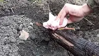 Grafting grapes with a drill / H Adventure Farm