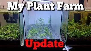 Walstad Method, Dry Start, and Dirtless Ecosystem aquarium: Update on my 3 planted tank farms