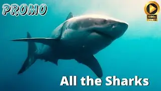 All the Sharks | Trailer Release Details  | Netflix