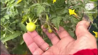 Terrace garden se aaj  se aaj mene ki bahut saari organic harvesting #organicgardening 