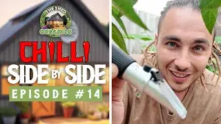 The Easiest Test of Plant Health... Chilli Side by Side - Episode #14